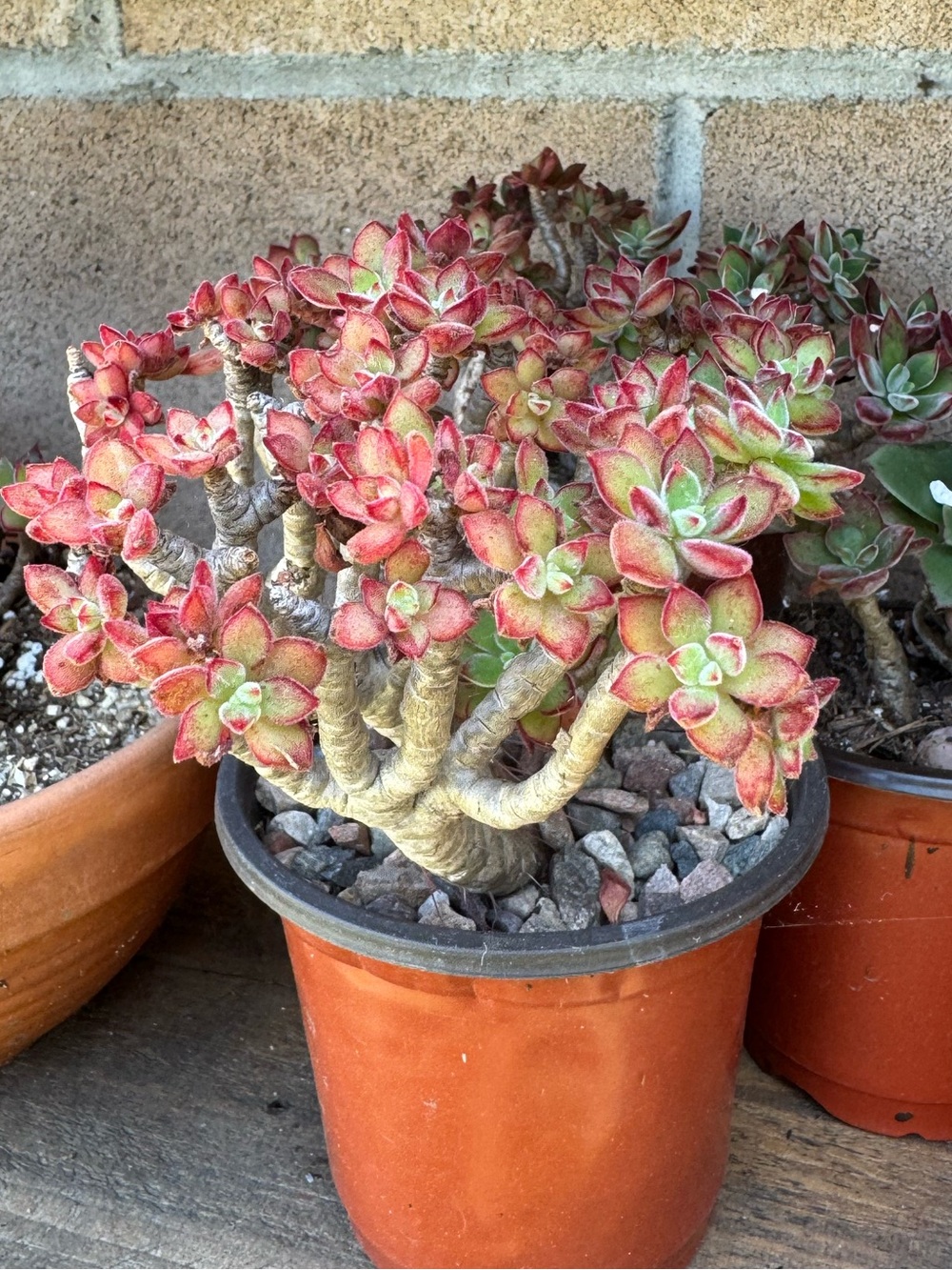 Echeveria Harmsii Ruby Slipper Succulent: Fuzzy Red Velvet Succulent